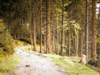 path in the forest