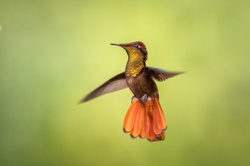 Ruby topaz (Chrysolampis mosquitus), hovering in the air, garden, caribean tropical forest, Trinidad and Tobago, bird on colorful clear background,beautiful hummingbird with yellow throat and red tail
