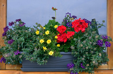 blumenschmuck an der ifenhütte im kleinwalsertal