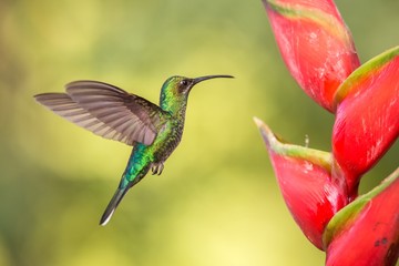 Fototapeta na wymiar White-tailed sabrewing hovering next to pink mimosa flower, bird in flight, caribean tropical forest, Trinidad and Tobago, natural habitat, hummingbird sucking nectar, colouful background