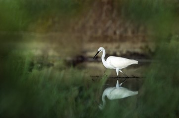 Snowy Egret, Egretta thula, in the nature coast habitat in the morning sunrise, Trinidad and Tobago. dark background, reflection on water, elegant bird hunting in calm water, mirror, Caribbean nature