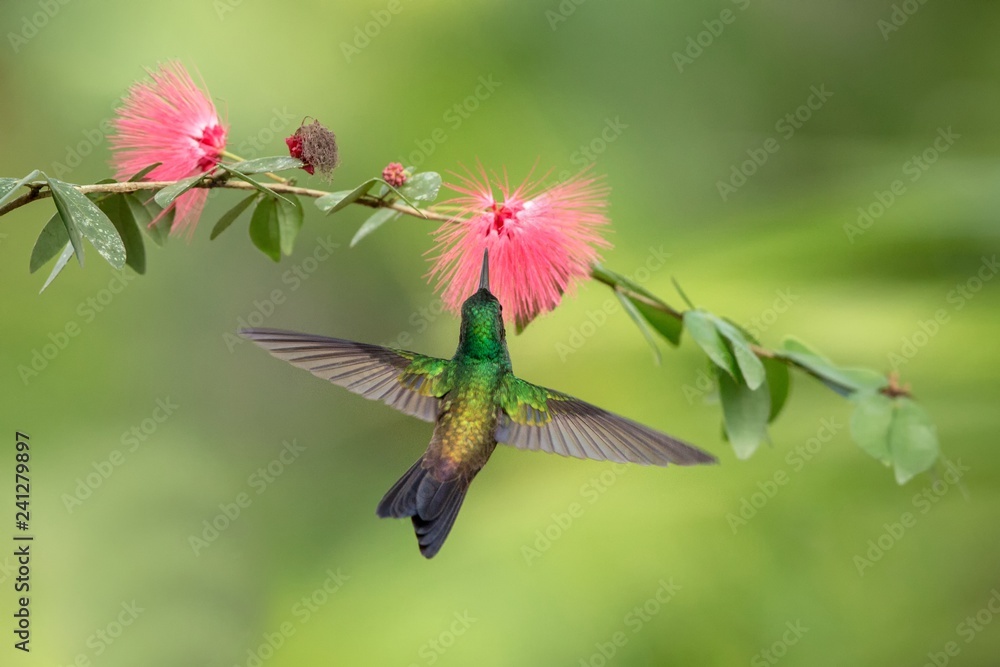 Wall mural Copper-rumped Hummingbird hovering next to pink mimosa flower, bird in flight, caribean tropical forest, Trinidad and Tobago, natural habitat, hummingbird sucking nectar, colouful background