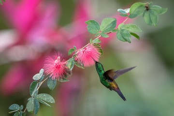 Copper-rumped Hummingbird hovering next to pink mimosa flower, bird in flight, caribean tropical forest, Trinidad and Tobago, natural habitat, hummingbird sucking nectar, colouful background