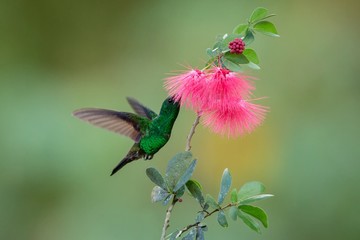 Copper-rumped Hummingbird hovering next to pink mimosa flower, bird in flight, caribean tropical forest, Trinidad and Tobago, natural habitat, hummingbird sucking nectar, colouful background