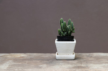 Mini cactus in the small pot on the wooden floor and brown background. It is a succulent plant with a thick, fleshy stem that typically bears spines, lacks leaves.