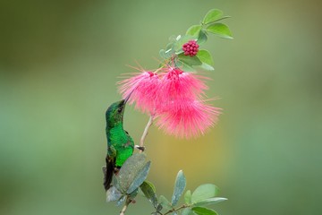 Copper-rumped Hummingbird hovering next to pink mimosa flower, bird in flight, caribean tropical forest, Trinidad and Tobago, natural habitat, hummingbird sucking nectar, colouful background