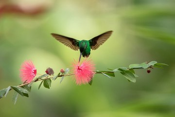 Copper-rumped Hummingbird hovering next to pink mimosa flower, bird in flight, caribean tropical forest, Trinidad and Tobago, natural habitat, hummingbird sucking nectar, colouful background