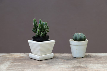 Two mini cactus in the small pot on the wooden floor and brown background.