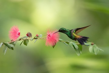 Copper-rumped Hummingbird hovering next to pink mimosa flower, bird in flight, caribean tropical forest, Trinidad and Tobago, natural habitat, hummingbird sucking nectar, colouful background