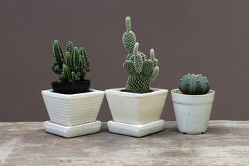 Three mini cactus in the small pot on the wooden floor and brown background.
