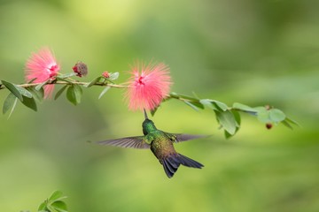 Obraz premium Copper-rumped Hummingbird hovering next to pink mimosa flower, bird in flight, caribean tropical forest, Trinidad and Tobago, natural habitat, hummingbird sucking nectar, colouful background