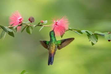 Copper-rumped Hummingbird hovering next to pink mimosa flower, bird in flight, caribean tropical forest, Trinidad and Tobago, natural habitat, hummingbird sucking nectar, colouful background