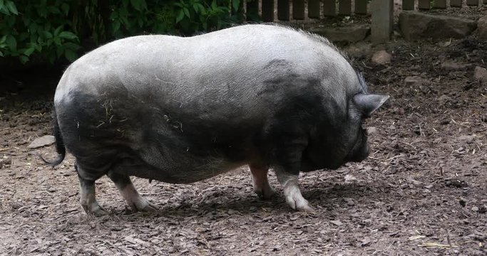 Potbelly pig standing around and wagging with the tail