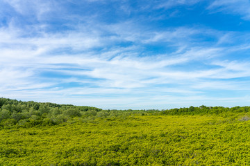 mangrove forest (Ceriops decandra) Also known as the Golden Meadow Prong destinations of Rayong, Thailand is a natural shoreline.