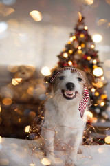 FUNNY CHRISTMAS OR NEW YEAR DOG. JACK RUSSELL PUPPY SMILING AND SHOWING ITS TEETH, WEARING A RED STRIPED TIE ON HEAD AND DEFOCUSED CHRISTMAS LIGHTS TREE LIKE BACKGROUND.