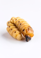 Worms beetle or Oryctes rhinoceros beetle is dangerous insect pest with coconut isolated on the white background, it is good source of protein for food insects as future. Entomophagy concept.