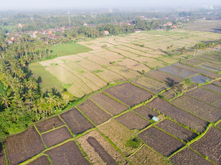 Oblique view of Rice Paddy Fields in various stages of growth 