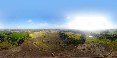 Panoramic view of Rice Paddy Fields in various stages of growth against a blue sky