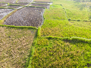 Oblique view of Rice Paddy Fields in various stages of growth 