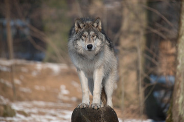 Wolf