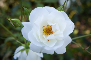 White rose flower blooming outdoors