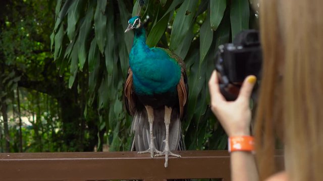 Steadicam shot of a young woman and her little son visiting a bird park. Woman takes pictures of a peacock