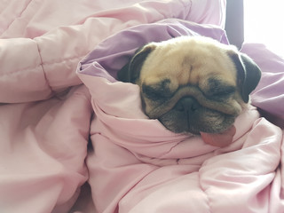 Close up face of cute dog puppy pug sleep rest on sofa bed with tongue out and wrapped blanket because of weather cold with warm sun light in morning