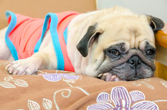 Cute pug dog sleep and sad on sofa by miss owner and looking to camera to begging