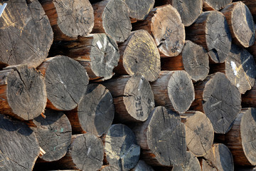 Wood cross section