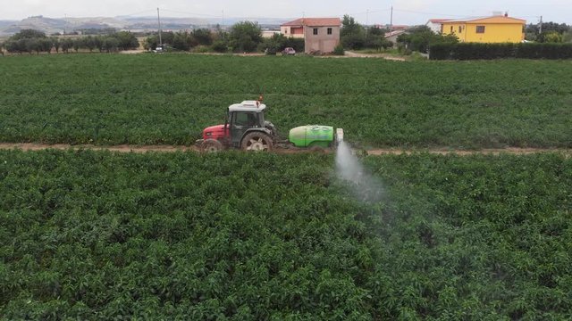 tractor watering red peppers fields. Drone view. Machinery,agriculture