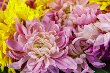 Background of the colorful chrysanthemum flowers