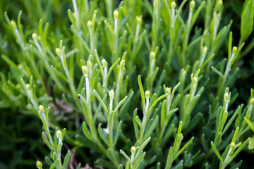 Obraz premium Lavender green background with leaves