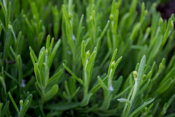 Obraz premium Lavender green background with leaves