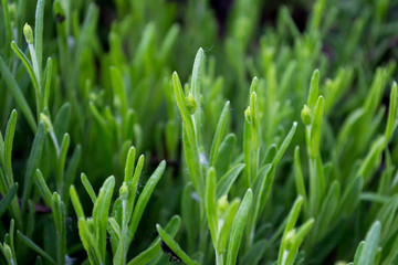 Lavender green background with leaves