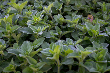 Oregano background of green fresh leaves