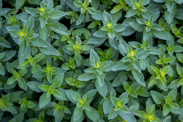 Oregano background of green fresh leaves