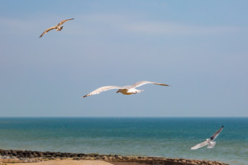 Fototapeta na wymiar Seagulls at the Coast