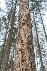 Naturkatastrophe Borkenkäferplage - Fichte verliert ihre Rinde 