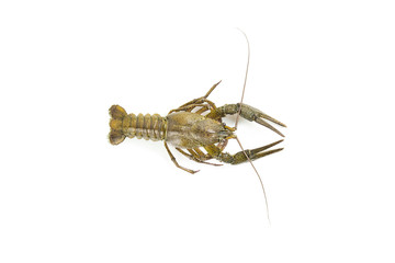 Crayfish on a white background. Crayfish isolated on white 