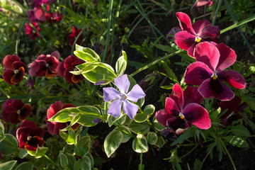 autumn flowers in a green park