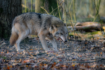Canis Lupus , Wolf beim Knochen fressen