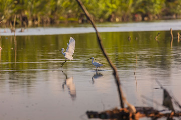 Obraz na płótnie Canvas Little egrets migrate birds at a mangrove forest hunting fish and crabs a tranquil bird watching scene