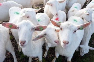 Fototapeta premium white goats in green meadow near farm in dutch province of utrecht