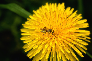 Bee Series on Yellow Flower 2 of 3 Dive right in!