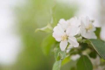 Obraz premium Spring: Apple Blossoms Room for Text Series 2 of 5