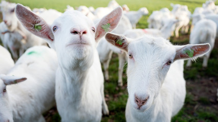 white goats in green meadow near farm in dutch province of utrecht