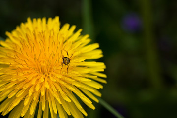 Bee Series on Yellow Flower 1 0f 3 Do not get left Bee-hind