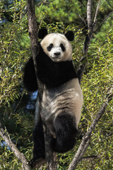 Fototapeta premium panda