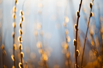 Willow catkins lit by setting sun.