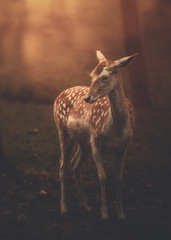 Schönes Bambi Reh 